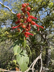 Salvia sessei