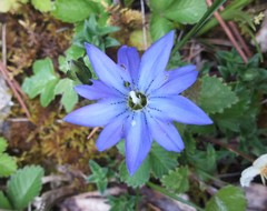 Gentiana pudica