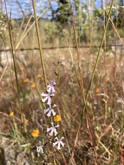 Diastatea