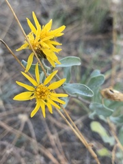 Heterotheca zionensis