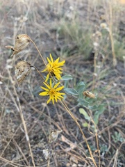 Heterotheca zionensis
