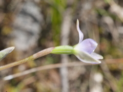 Thelymitra colensoi