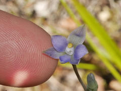 Thelymitra colensoi