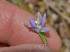 Thelymitra colensoi