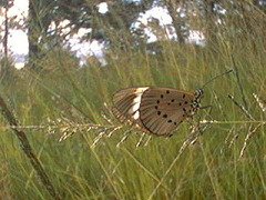 Acraea encedon encedon