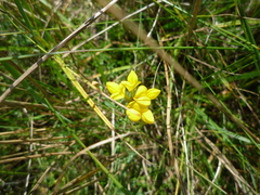 Lotus stepposus