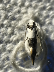 Monopis icterogastra