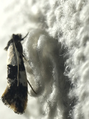 Monopis icterogastra