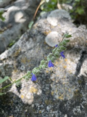 Salvia leptostachys