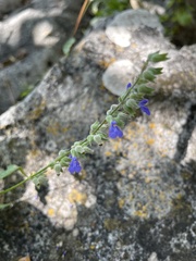 Salvia leptostachys