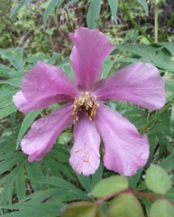 Paeonia anomala