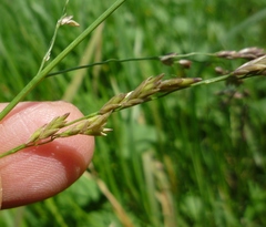 Glyceria arundinacea