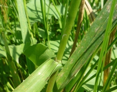 Glyceria arundinacea