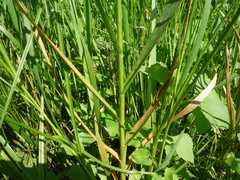 Glyceria arundinacea