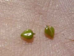 Bolboschoenus planiculmis