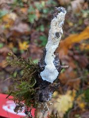 Rigidoporus corticola
