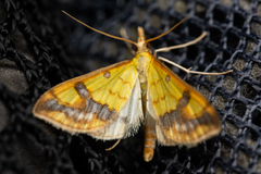 Choristostigma plumbosignalis