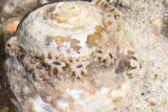 Chthamalus fissus image