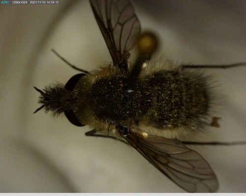 iNaturalist observation photo of Bombyliinae