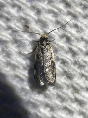 Hoplostega ochroma