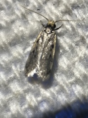 Hoplostega ochroma