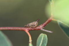 Aconophora compressa