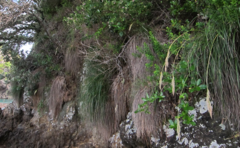 Chionochloa bromoides