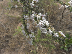 Junellia seriphioides