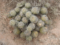 Tephrocactus alexanderi