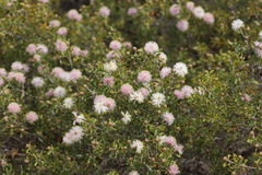 Melaleuca keigheryi