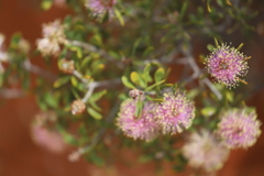 Melaleuca keigheryi