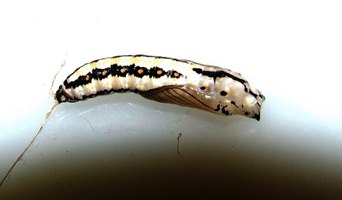 Whitebar Acraea