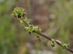 Acaena ovina