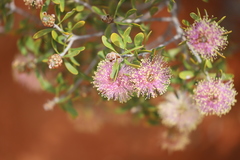 Melaleuca keigheryi