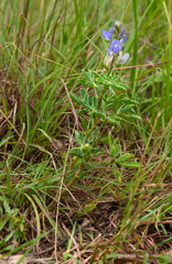 Lupinus gibertianus