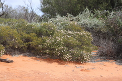 Melaleuca keigheryi