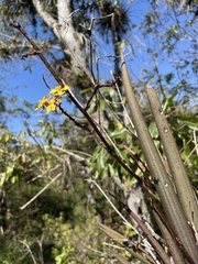 Trichocentrum brachyphyllum