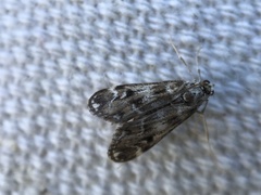 Hygraula