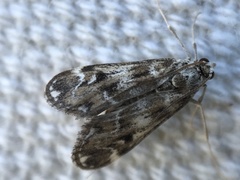 Hygraula