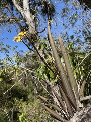 Trichocentrum brachyphyllum