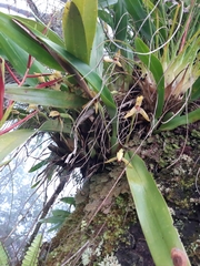 Maxillaria cucullata