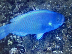 Chlorurus perspicillatus