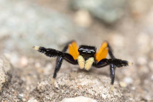 Contrasting Jumping Spider