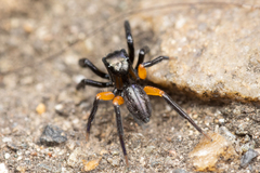 Euophrys monadnock