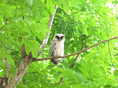 Strix leptogrammica