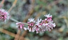 Eriogonum wrightii oresbium