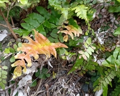 Blechnum novae-zelandiae