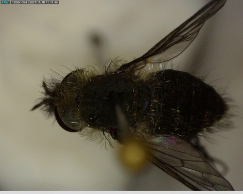 iNaturalist observation photo of Bee Flies
