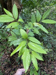 Ocotea leucoxylon