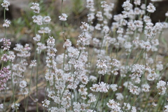 Eriogonum wrightii oresbium